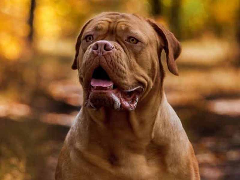 Important thingsyou need to know about French Mastiff | French Mastiff temperment